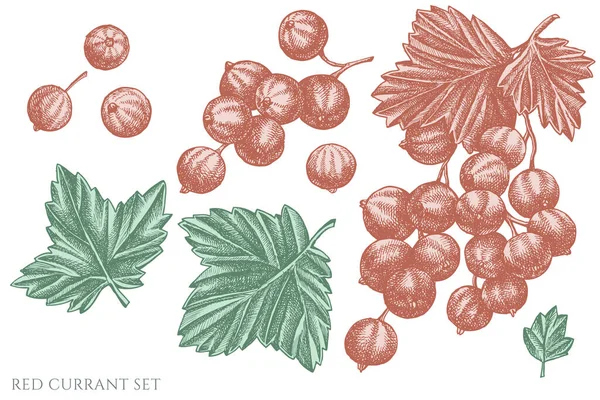 Set vettoriale di ribes rosso pastello disegnato a mano — Vettoriale Stock