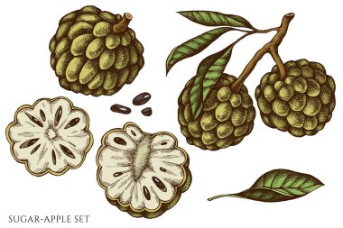 Vector set of hand drawn colored sugar-apple