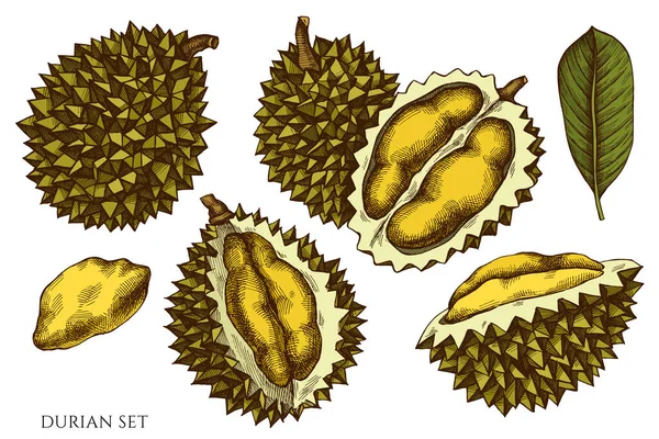 Conjunto de vetores de durian colorido desenhado à mão — Vetor de Stock