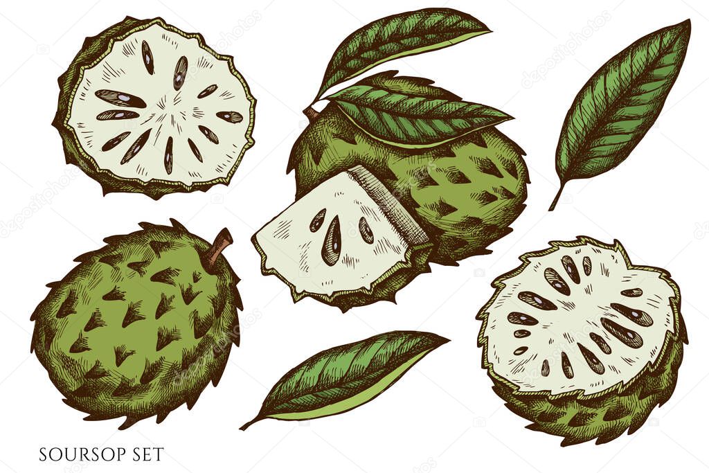 Vector set of hand drawn colored soursop