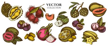 Renkli papaya, guava, çarkıfelek meyvesi, yıldız meyvesi, durian, rambutan, pitaya, jackfruit, şeker-apple, soursop, mangosteen kompozisyon tasarımı