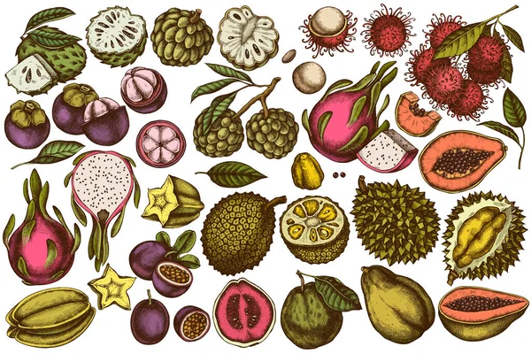 Vector set van hand getrokken gekleurde papaja, guave, passievrucht, starfruit, durian, rambutan, pitaya, jackfruit, suiker-appel, zuurkool, mangosteen — Stockvector