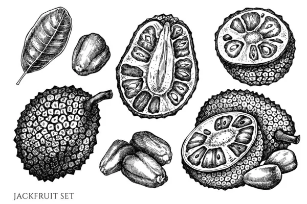 Vektor-Set aus handgezeichneten schwarzen und weißen Jackfrüchten — Stockvektor
