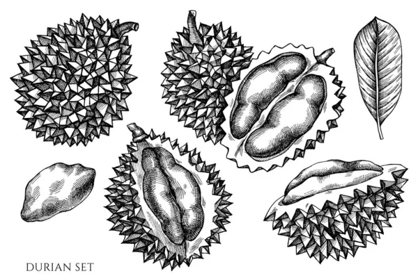 Vektor-Set von Hand gezeichnet schwarz und weiß Durian — Stockvektor