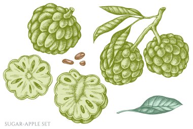 Vector set of hand drawn pastel sugar-apple