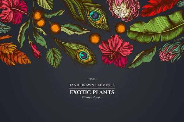 Desenho floral sobre fundo escuro com folhas de bananeira, hibisco, solanum, bromélia, penas de pavão, protea —  Vetores de Stock