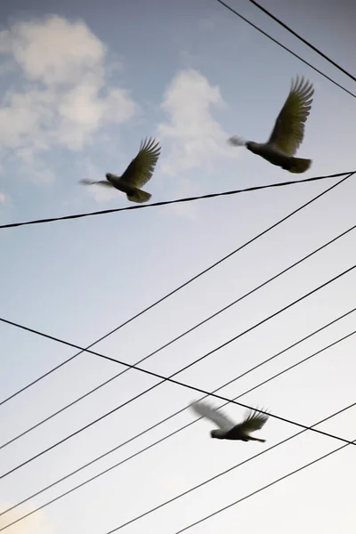 Banliyö Elektrik Hatları Arasında Uçan Kakadular — Stok fotoğraf