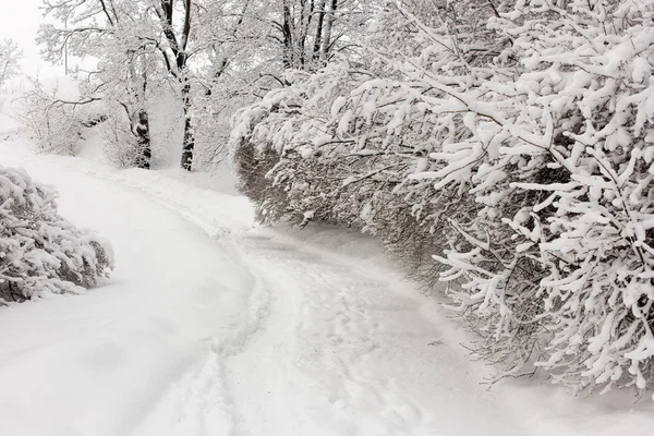 Karlı kış günü — Stok fotoğraf