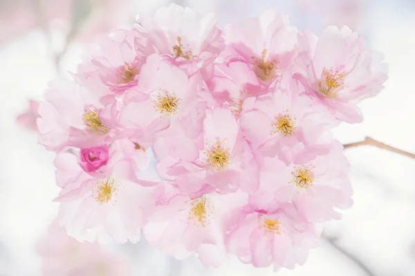 Ροζ λουλούδια κεράσι κατά τη διάρκεια μια ηλιόλουστη ημέρα άνοιξη — Φωτογραφία Αρχείου