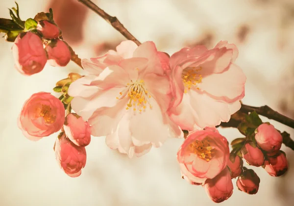 Rosafarbene Kirschblüten an einem sonnigen Frühlingstag — Stockfoto