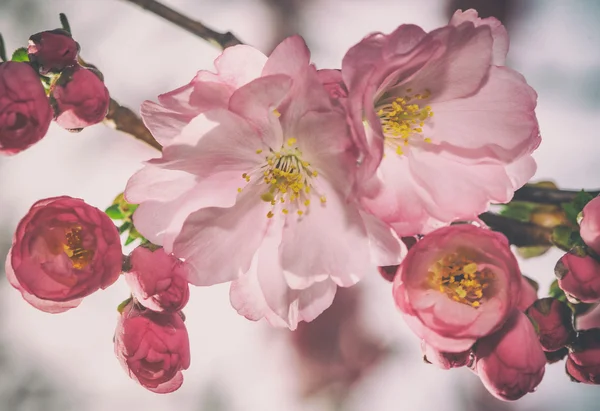 晴れた春の日の中にピンクの桜の花 — ストック写真