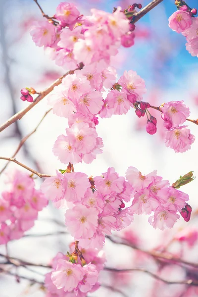 Rosafarbene Kirschblüten an einem Zweig oder Zweig während eines sonnigen Frühlings da — Stockfoto