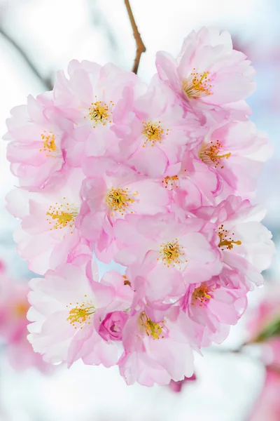 晴れた春の日の中にピンクの桜の花 — ストック写真