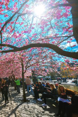  Kungstradgarden kiraz blosssom zevk insanlar