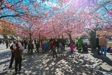  Kungstradgarden kiraz blosssom zevk insanlar