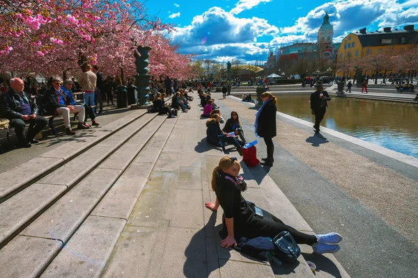 체리 blosssom Kungstradgarden에서 즐기는 사람들 — 스톡 사진