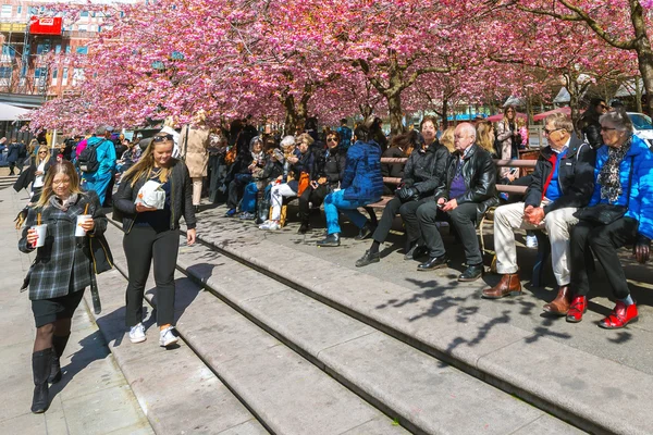 Kungstradgarden kiraz blosssom zevk insanlar — Stok fotoğraf