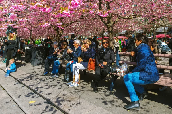 체리 blosssom Kungstradgarden에서 즐기는 사람들 — 스톡 사진