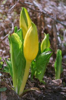 Lysichiton americanus Batı veya sarı kokarca cabbag olarak da bilinir