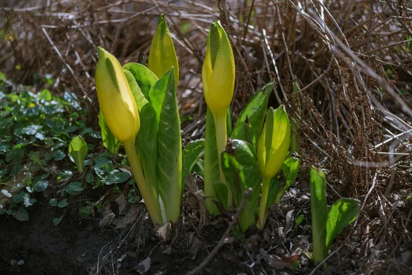 Lysichiton americanus also called western or yellow skunk cabbag — Stock Photo, Image