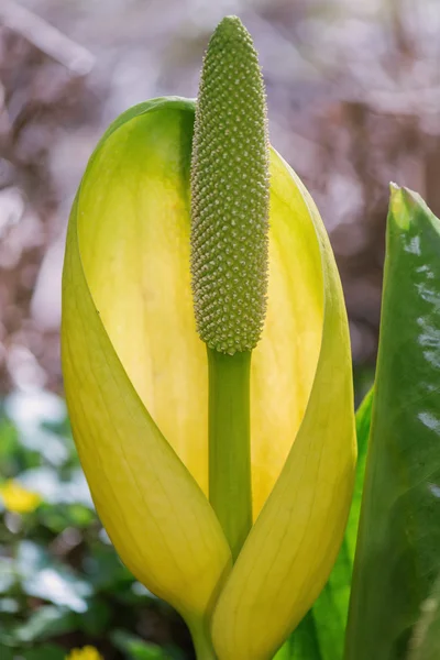 Lysichiton americanus also called western or yellow skunk cabbag — Stock Photo, Image