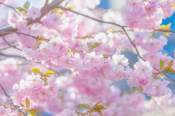 Blühende rosa fröhliche Baumblüten an einem sonnigen Frühlingstag — Stockfoto