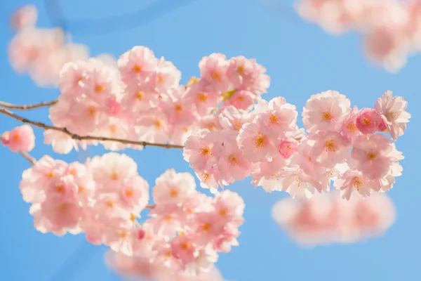 Ζωηρό ροζ χαρωπή δέντρο λουλούδια κατά τη διάρκεια μια ηλιόλουστη ημέρα άνοιξη — Φωτογραφία Αρχείου
