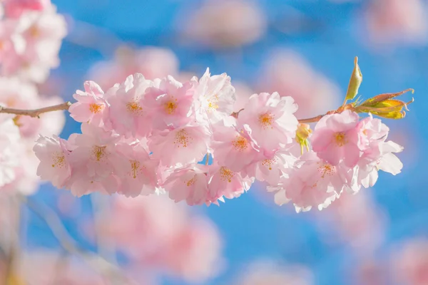 Blühende rosa fröhliche Baumblüten an einem sonnigen Frühlingstag — Stockfoto