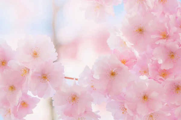 Blühende rosa fröhliche Baumblüten an einem sonnigen Frühlingstag — Stockfoto