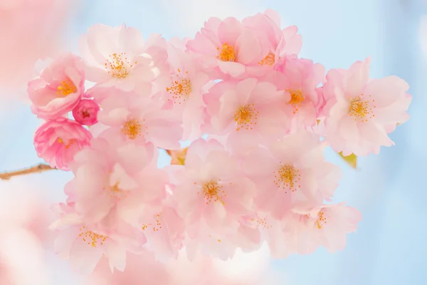 Ανθισμένα λουλούδια ροζ χαρωπή δέντρο κατά τη διάρκεια μια ηλιόλουστη ημέρα άνοιξη — Φωτογραφία Αρχείου