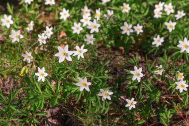 Beyaz ahşap anemone sırasında erken bahar