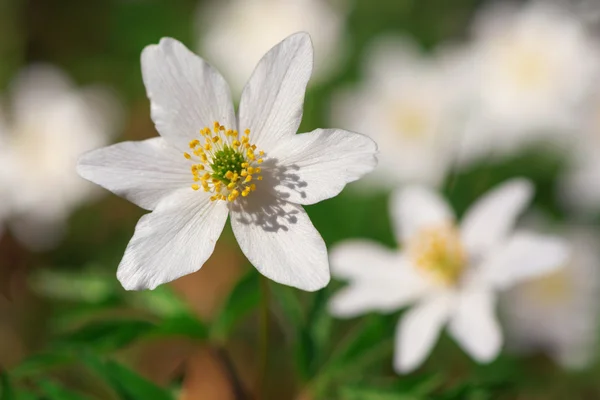 Closeup of white wood anemone during early spring — Stock Photo, Image