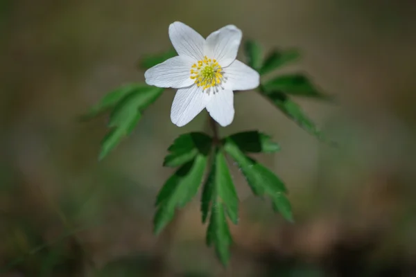 Vértes fehér fa anemone alatt kora tavasszal — Stock Fotó