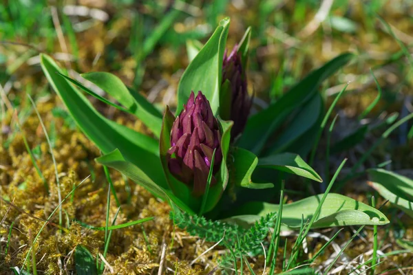 Eldered kwitnące storczyk bud (Dactylorhiza sambucina) z góry — Zdjęcie stockowe