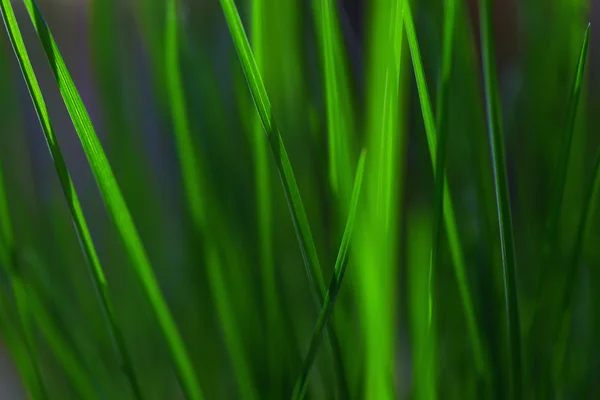 Gras in abstrakter Ansicht, grüne, lebendige Farben — Stockfoto