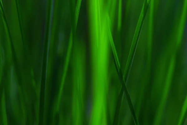 Hierba en vista abstracta, colores vivos verdes —  Fotos de Stock