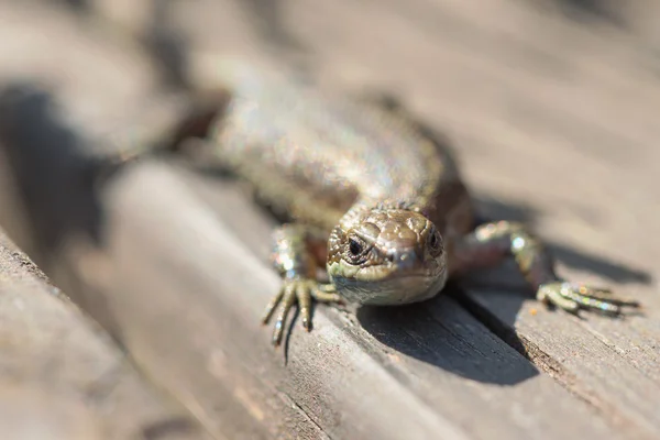 Viviparous lizard or common lizard, Zootoca vivipara sunbathing — Stock Photo, Image
