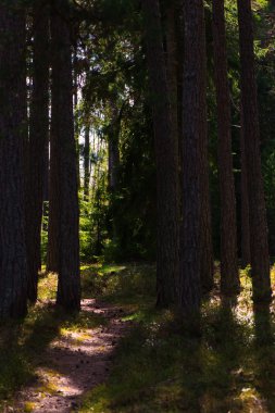 Akşam güneşi sırasında orman yolu