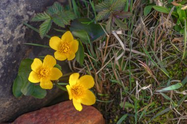 Marsh kadife çiçeği ve kingcup olarak bilinen Caltha palustris