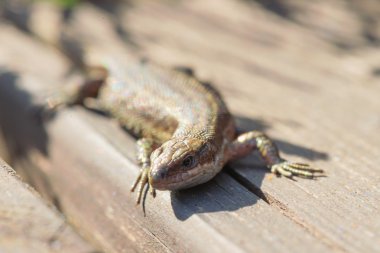 Viviparous kertenkele veya ortak kertenkele, Zootoca vivipara güneşlenme 