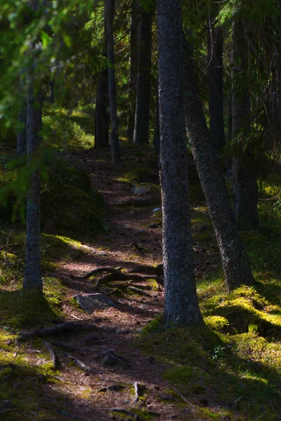Forest trail during evening sun — Stock Photo, Image