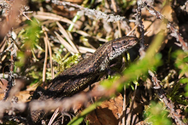 Viviparous kertenkele veya ortak kertenkele, Zootoca vivipara güneşlenme 