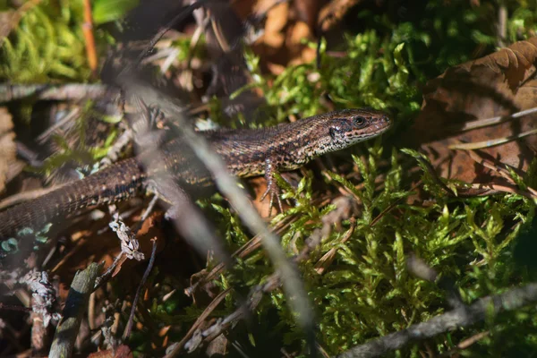 Viviparous kertenkele veya ortak kertenkele, Zootoca vivipara güneşlenme 