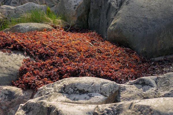 Водоросли Ceramium rubrum или красные водоросли на береговой линии Батического моря — стоковое фото