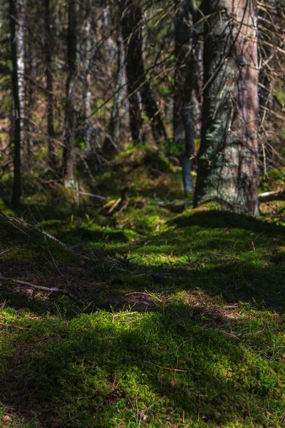 Mousse dans la forêt de pins pendant le soleil du soir — Photo