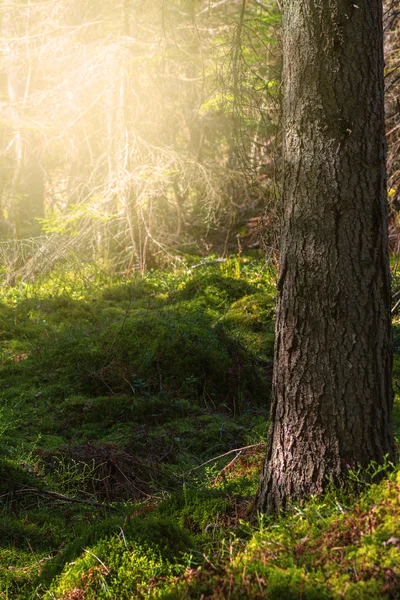 Moss en el bosque de pinos durante el sol de la noche —  Fotos de Stock