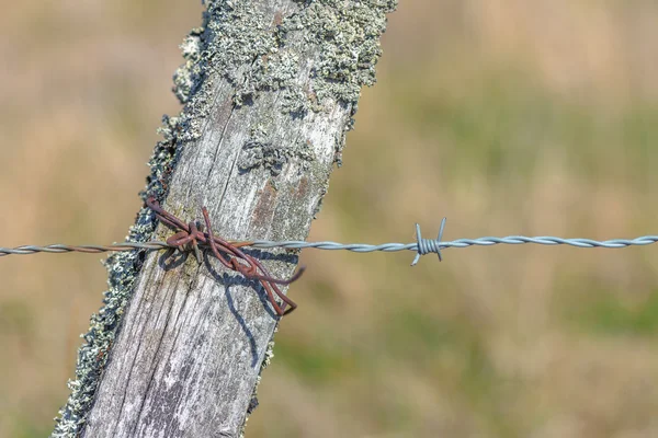 Closeup of barbed wire — Stock Photo, Image