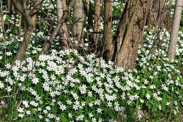 Biały springflowers z Anemone Nemorosa w słoneczne dni w fo — Zdjęcie stockowe