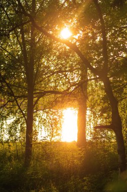 Orman ve su yansıması sayesinde akşam güneş.