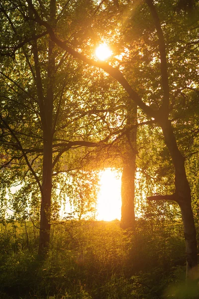 森と水の反射の夕日. — ストック写真